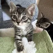 Hercules thumbnail 2