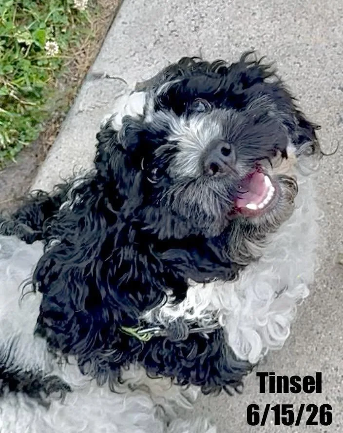 A young small-sized male Cockapoo dog named Tinsel for adoption in Berlin, MD