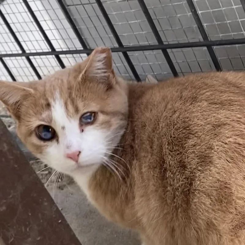 A young small-sized male Orange / Red Domestic Short Hair cat named Amaretto for adoption in Sheridan, WY
