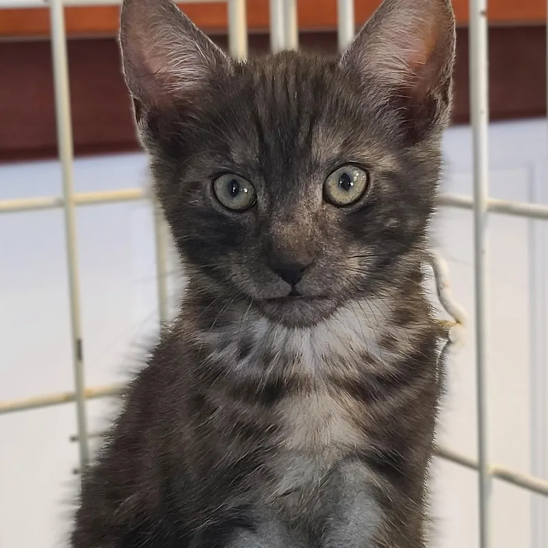 A baby medium-sized male Black Domestic Short Hair cat named Raphael for adoption in Germansville, PA