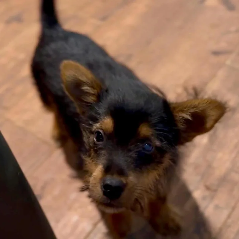 A baby small-sized male Black Terrier dog named Chilli for adoption in Pelham, NH
