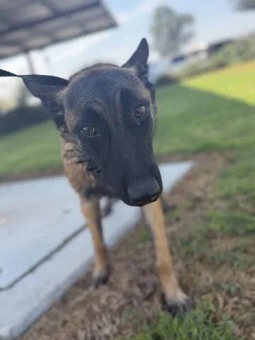 A young large-sized female Belgian Shepherd / Malinois dog named Melani for adoption in Riverside, CA