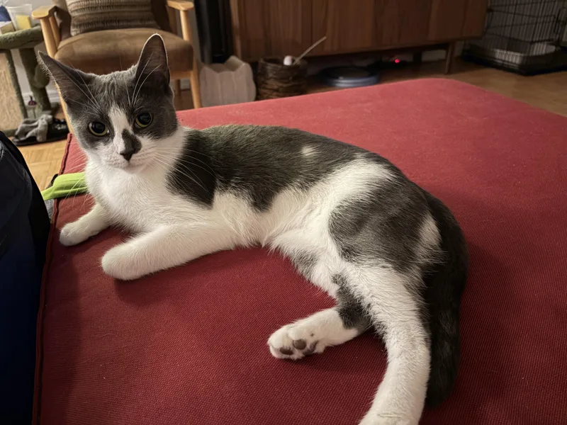 A young medium-sized female Domestic Short Hair cat named Lollipop Super Sweet for adoption in New York, NY