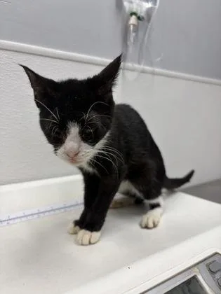 A baby small-sized female Domestic Short Hair cat named Henley for adoption in West Chester, PA