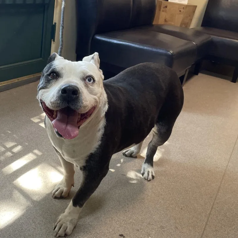 A senior large-sized female Black Pit Bull Terrier dog named Rita for adoption in Pasadena, CA