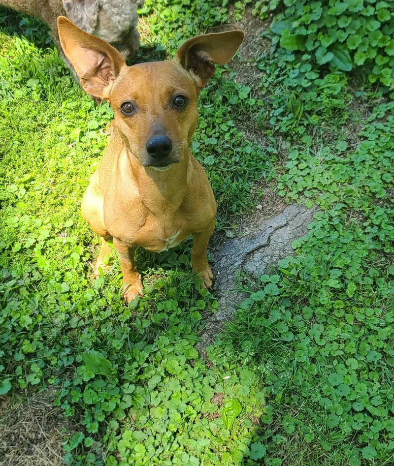 An adult small-sized female Chihuahua dog named Charlotte Seago for adoption in Saunderstown, RI