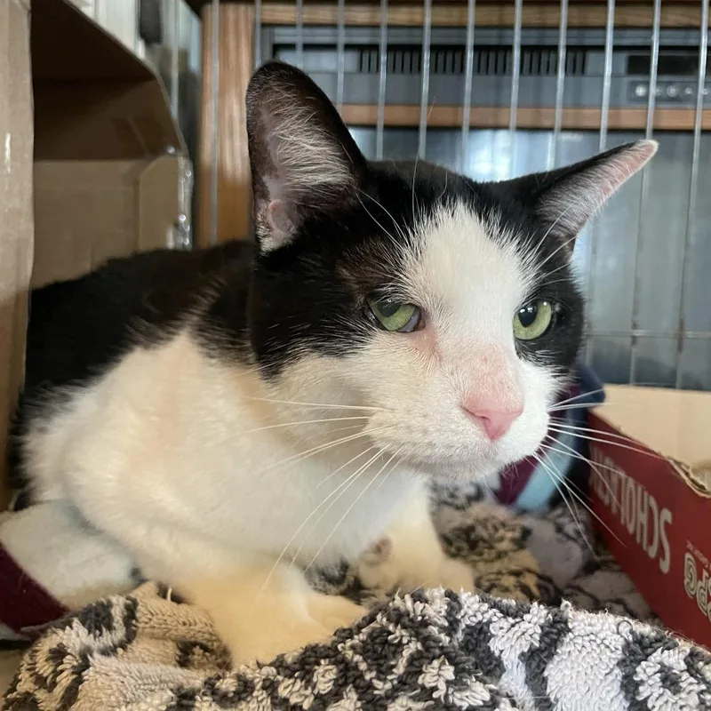 An adult small-sized male Black Domestic Short Hair cat named Crowley for adoption in Marion, IL