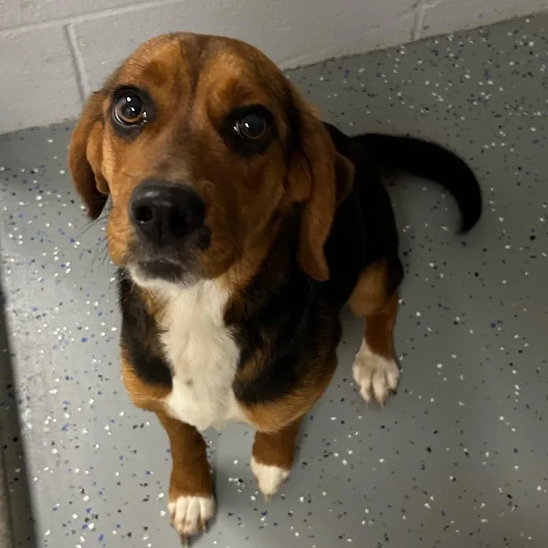 An adult small-sized female Brown / Chocolate Mixed Breed dog named Lucky for adoption in Danville, KY