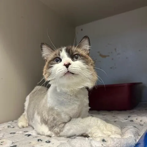 A senior small-sized female White Ragdoll cat named Winter for adoption in Enterprise, AL