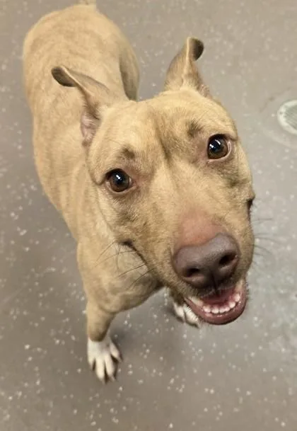 An adult large-sized female Mixed Breed dog named Sandy for adoption in South Bend, IN