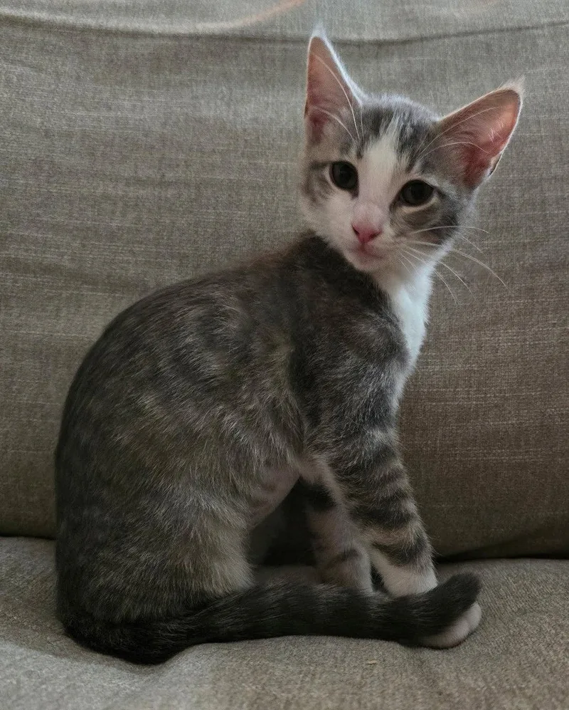 A baby medium-sized female Gray & White Domestic Short Hair cat named Sassy Sassafras for adoption in Frisco, TX