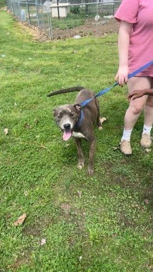 An adult medium-sized male Pit Bull Terrier dog named Deuce for adoption in Alamo, TN