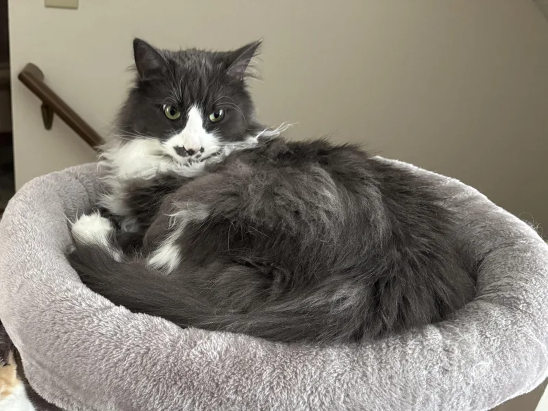 An adult large-sized male Black & White / Tuxedo Domestic Long Hair cat named Milo for adoption in Massillon, OH