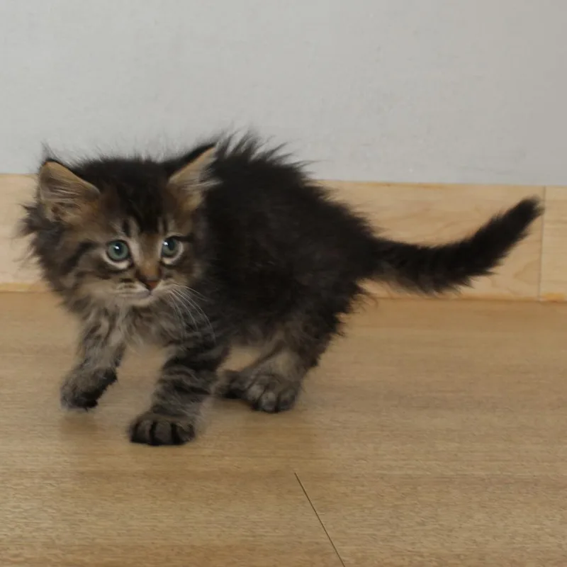 A baby small-sized female Brown / Chocolate Domestic Medium Hair cat named Cheesy Gordita Crunch C for adoption in Minnetonka, MN