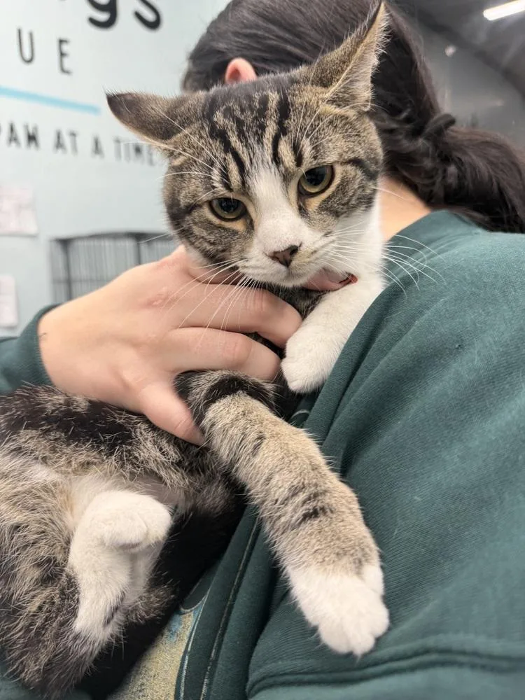 Fidgety Fred thumbnail 2