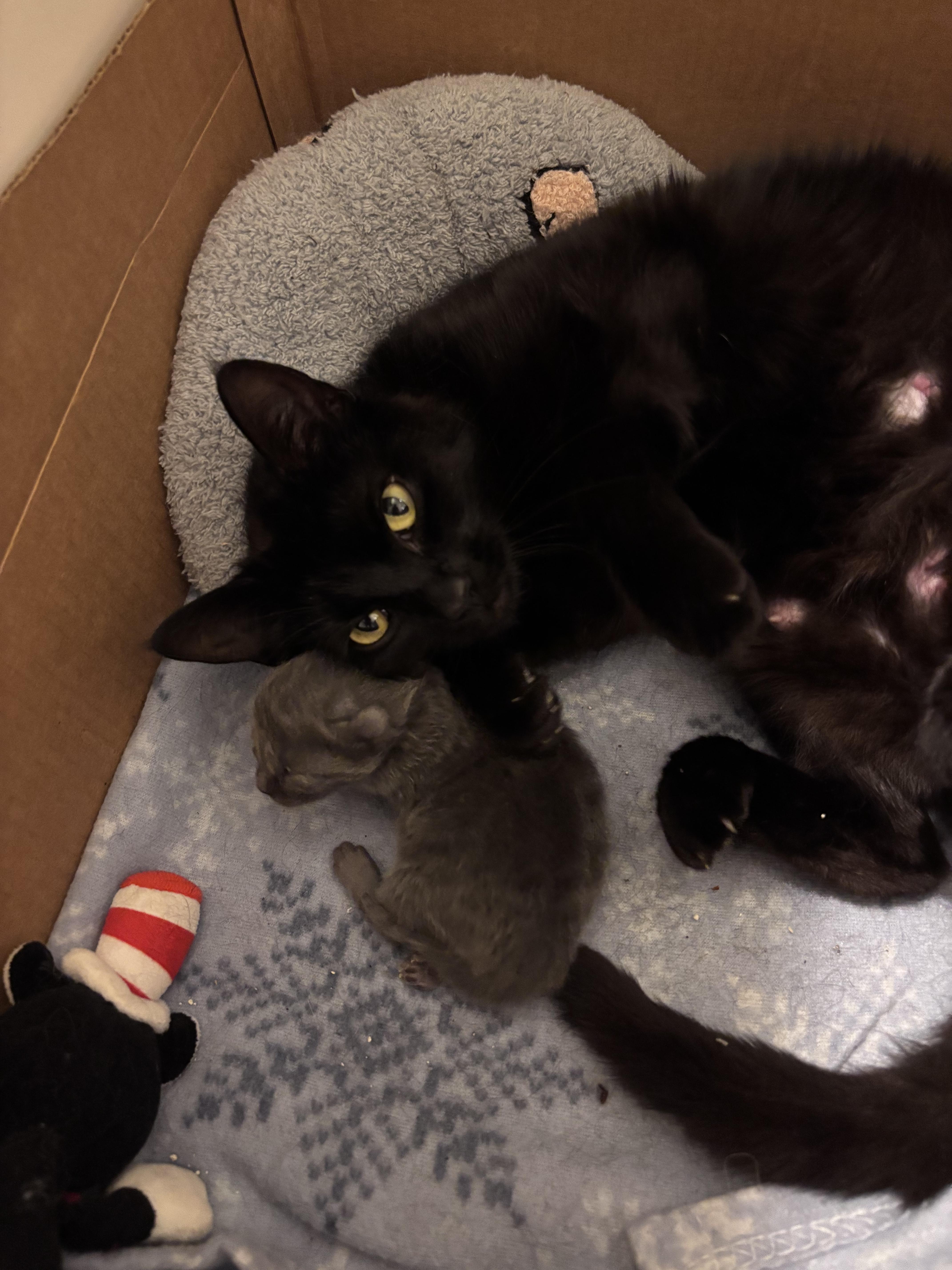 A young medium-sized female Black Domestic Short Hair cat named Black Momba for adoption in Springfield, OR