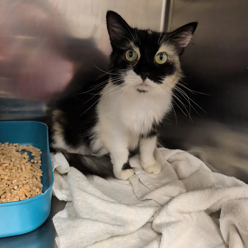 A young medium-sized female Calico Domestic Medium Hair cat named Porsche for adoption in Petersburg, VA