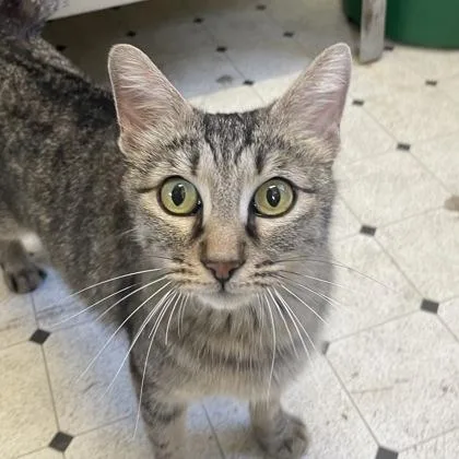 Marmalade