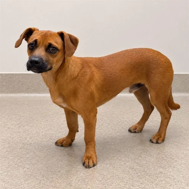 A young small-sized male Brown / Chocolate Dachshund dog named Cleveland for adoption in Canoga Park, CA