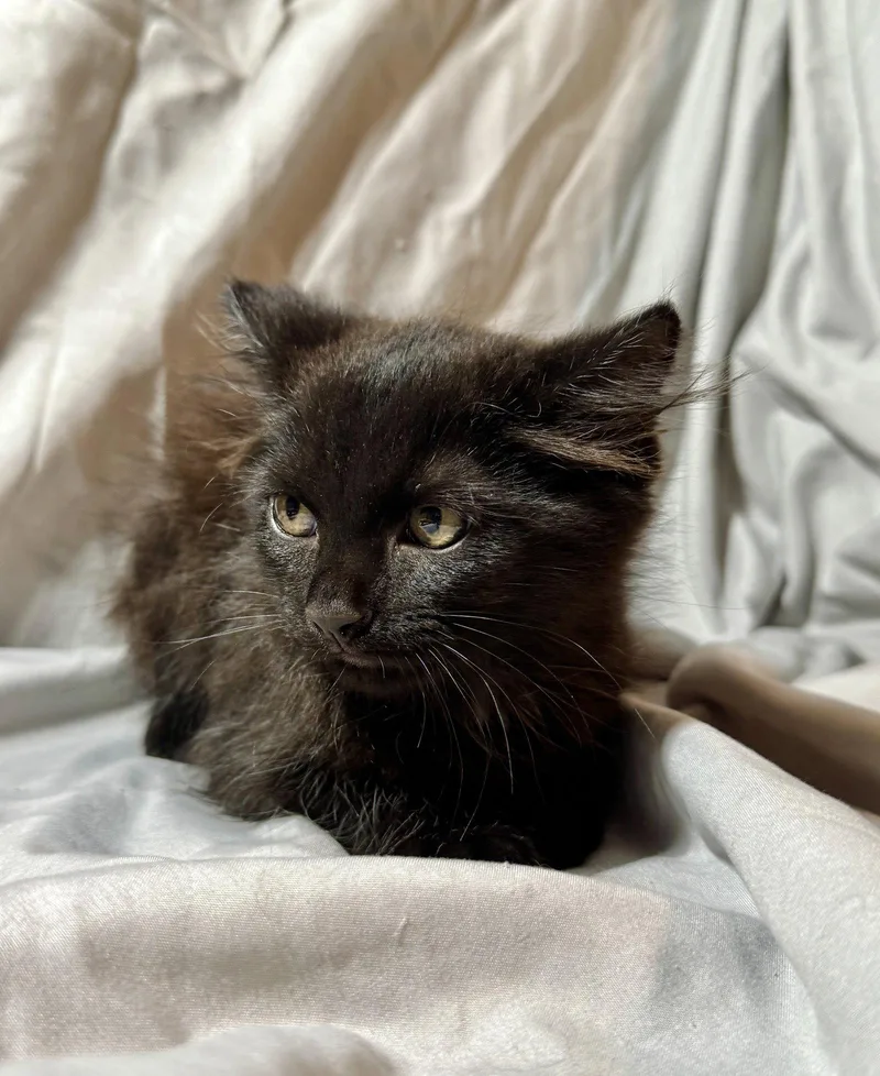 A young small-sized male Black Domestic Medium Hair cat named Sirius for adoption in Queen Creek, AZ