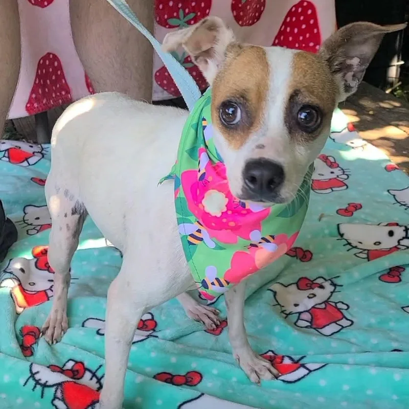 An adult small-sized female Jack Russell Terrier dog named Sydney for adoption in Woolwich, ME
