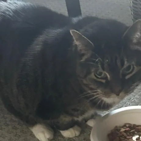 A senior small-sized female Gray & White Tabby cat named Tigressowner Passed Away for adoption in Egg Harbor City, NJ