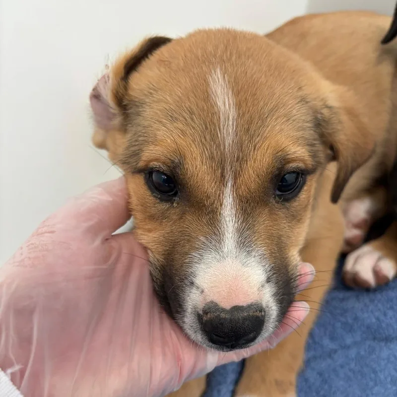 A baby medium-sized female Brown / Chocolate Cattle Dog dog named Iris for adoption in Taos, NM