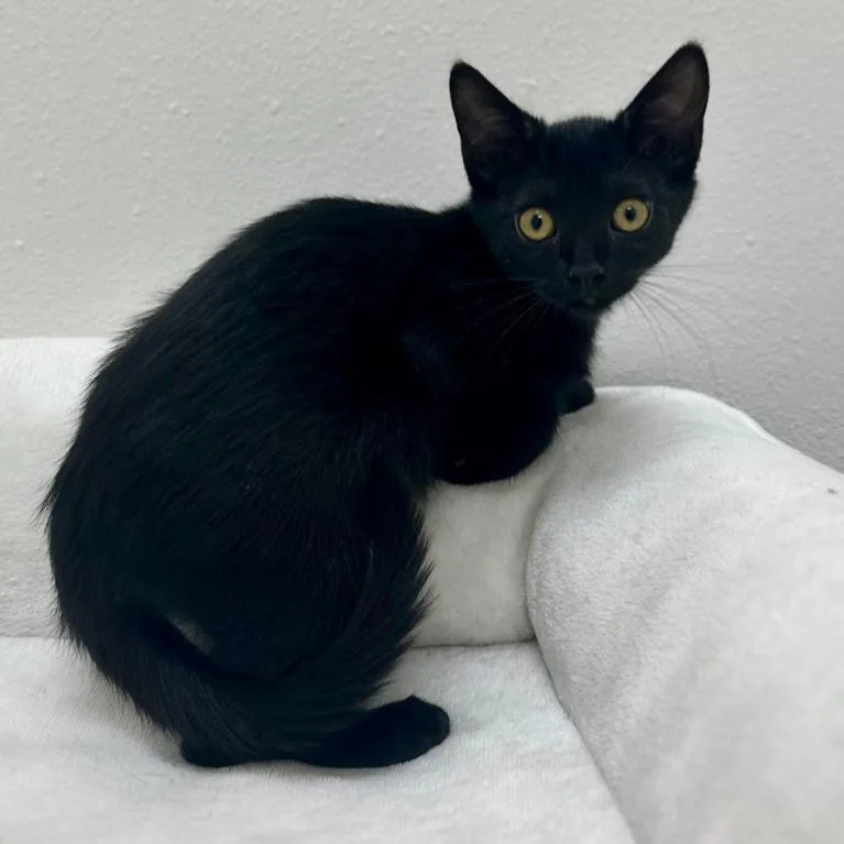 A baby medium-sized male Domestic Short Hair cat named Ash for adoption in Newberg, OR