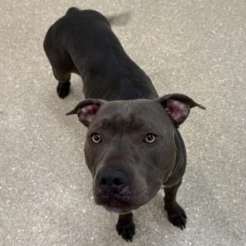 An adult medium-sized female Gray / Blue / Silver Pit Bull Terrier dog named Sugar Pie for adoption in Prince Frederick, MD