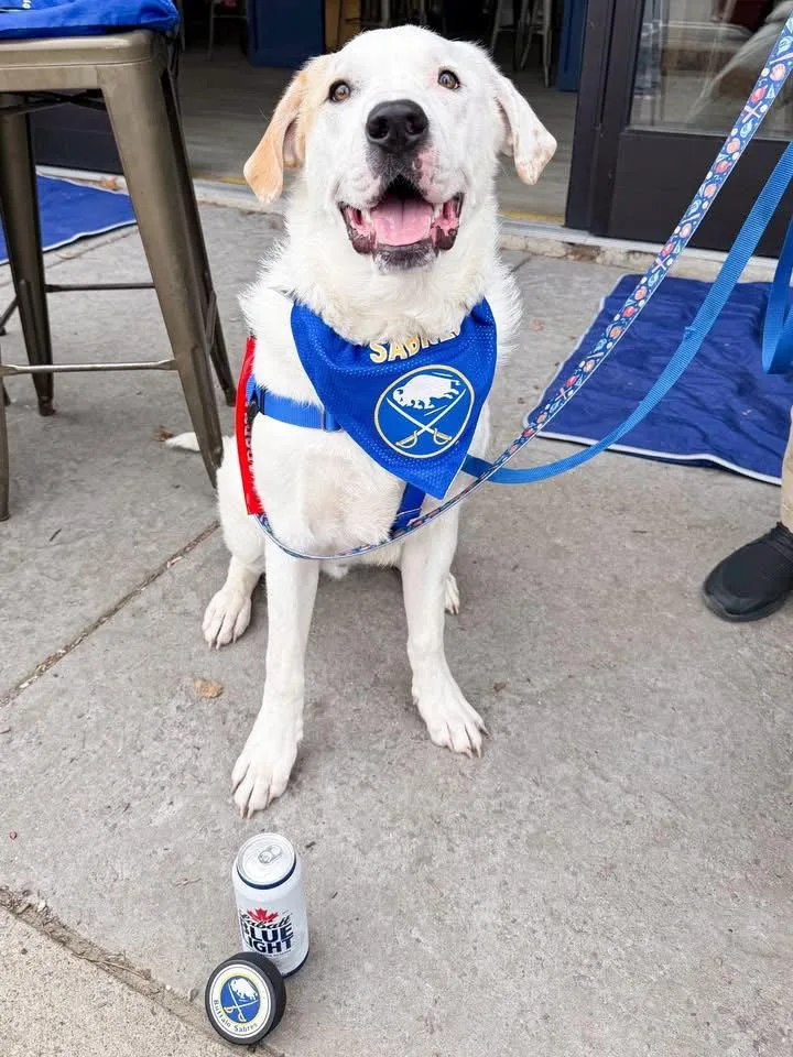 A young extra large-sized male Labrador Retriever dog named Bo for adoption in Springville, NY