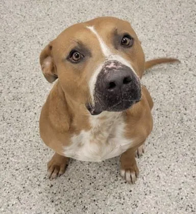 An adult large-sized male Brown / Chocolate Pit Bull Terrier dog named Drifter for adoption in Kansas City, MO