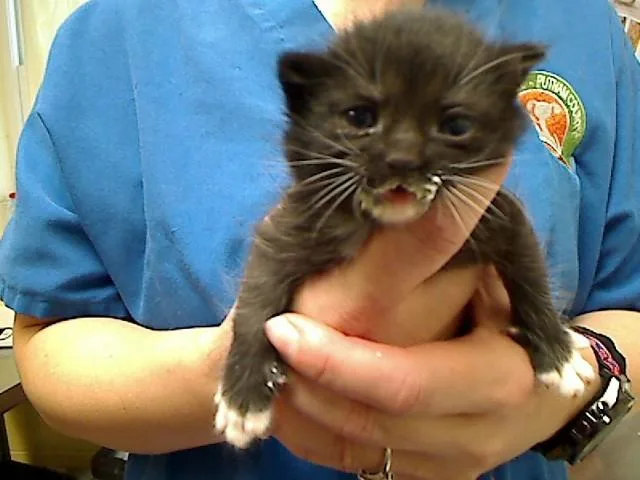 A baby medium-sized male Domestic Short Hair cat named Waylon for adoption in Cookeville, TN