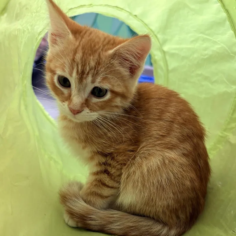 A baby small-sized male Domestic Short Hair cat named Dr Pepper for adoption in Wickenburg, AZ