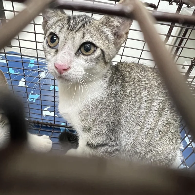 A baby small-sized male Domestic Short Hair cat named Frisky for adoption in Galveston, TX