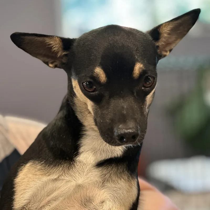 A young small-sized female Black Chihuahua dog named Mocha for adoption in San Francisco, CA