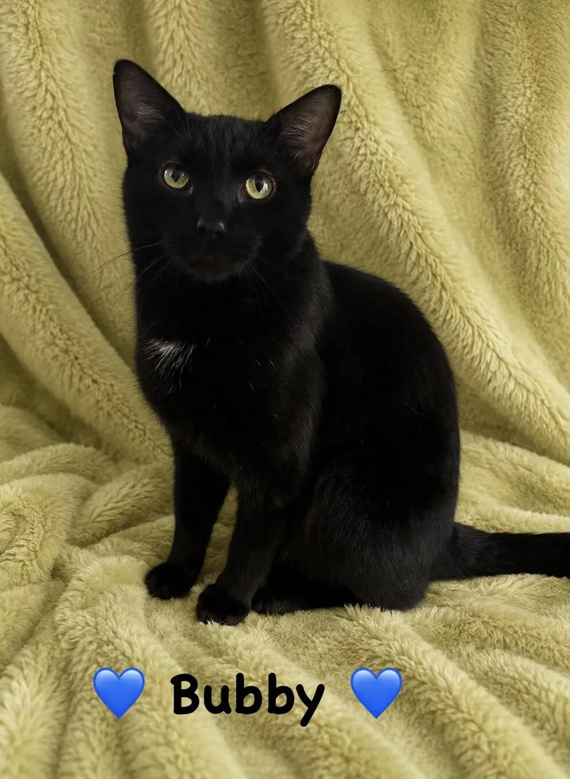 A young medium-sized male Black & White / Tuxedo Domestic Short Hair cat named Bubby for adoption in Copley, OH