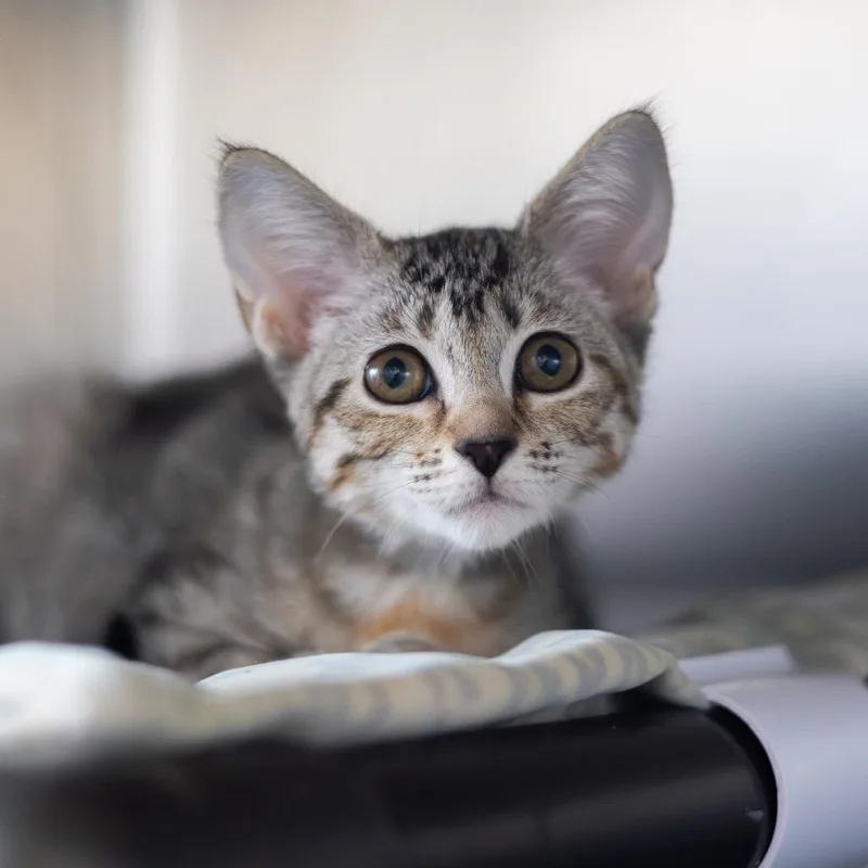 Mrs. Witherspoon thumbnail 2