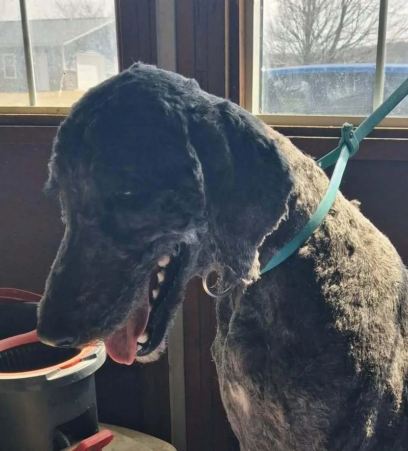 An adult large-sized female Black Poodle dog named Betty for adoption in Mauston, WI