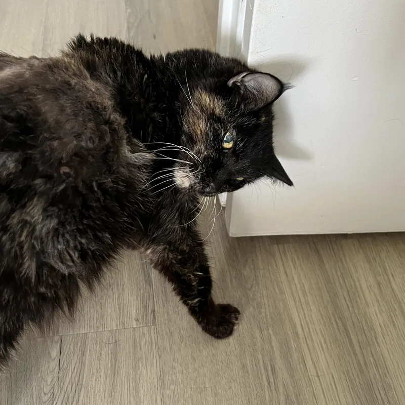 Peculiar Pecan thumbnail 2