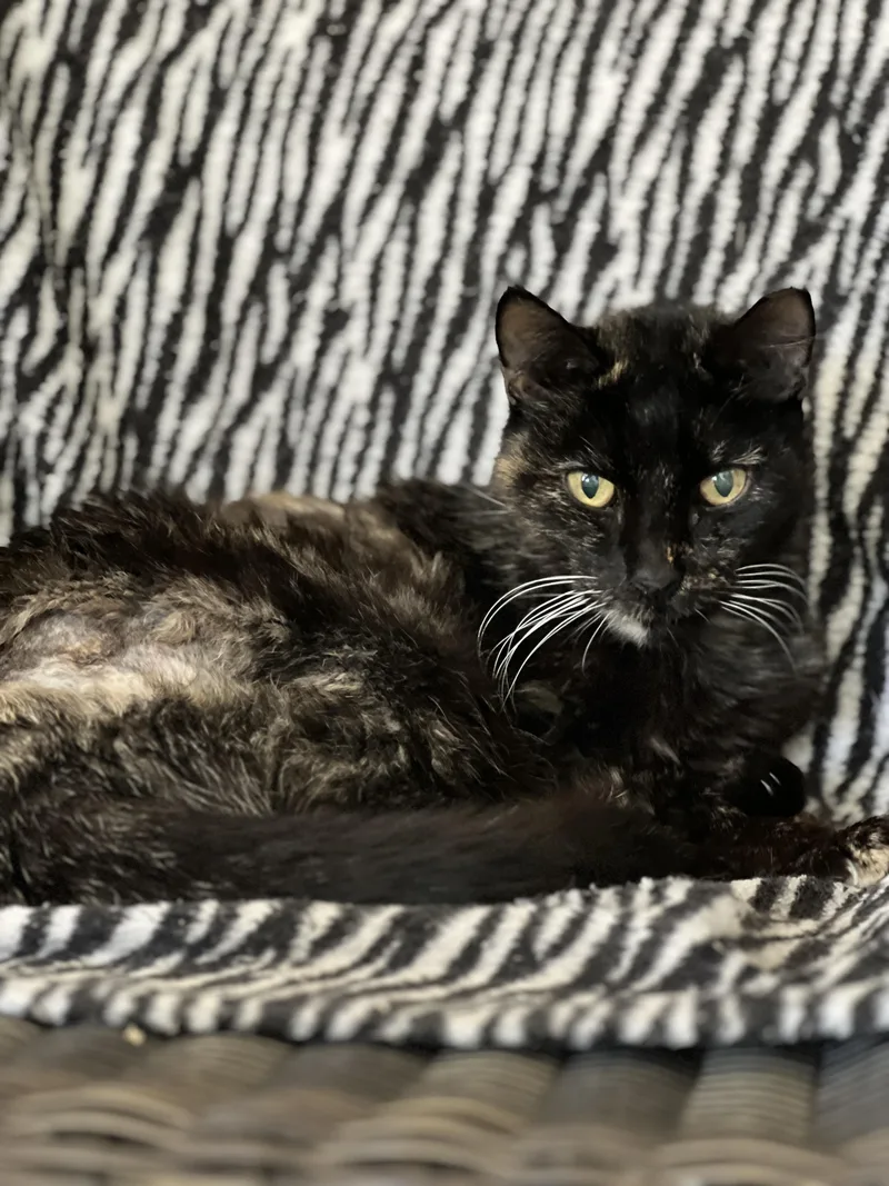 A senior medium-sized female Tortoiseshell cat named Peculiar Pecan for adoption in Phoenix, AZ