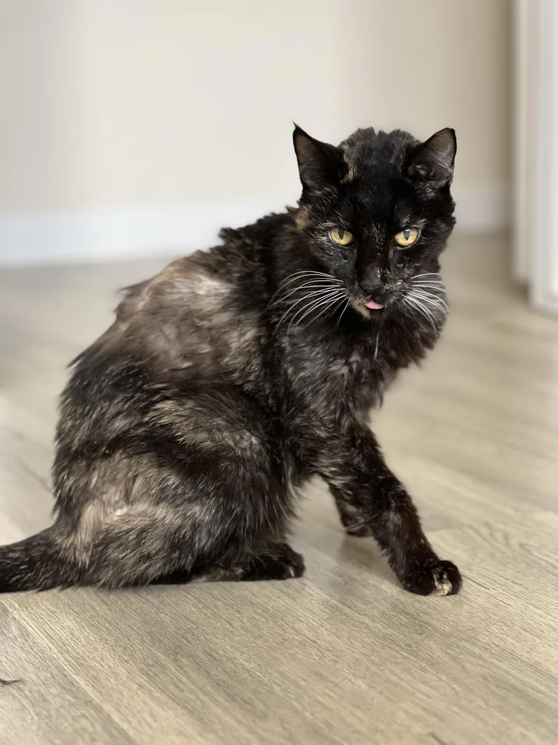 Peculiar Pecan thumbnail 3