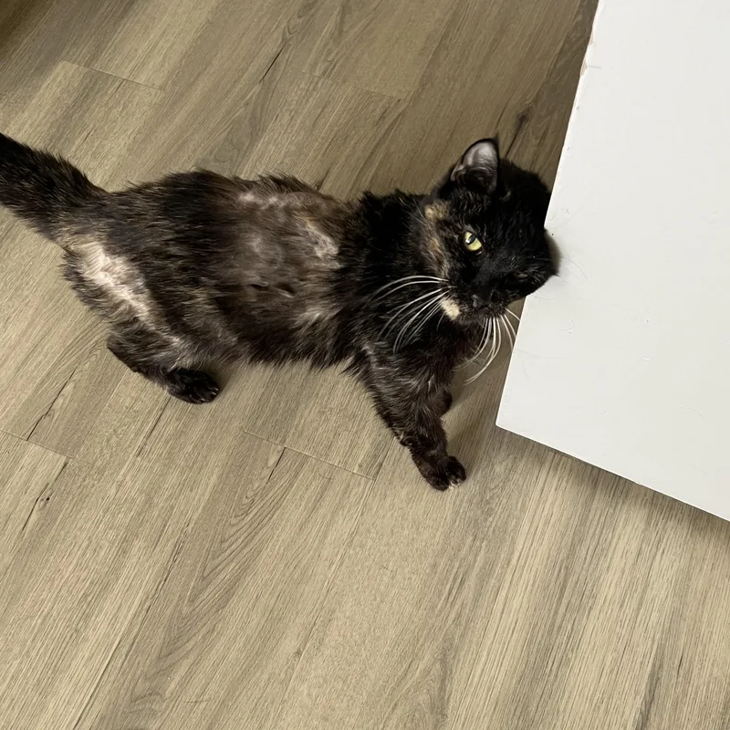 Peculiar Pecan thumbnail 4