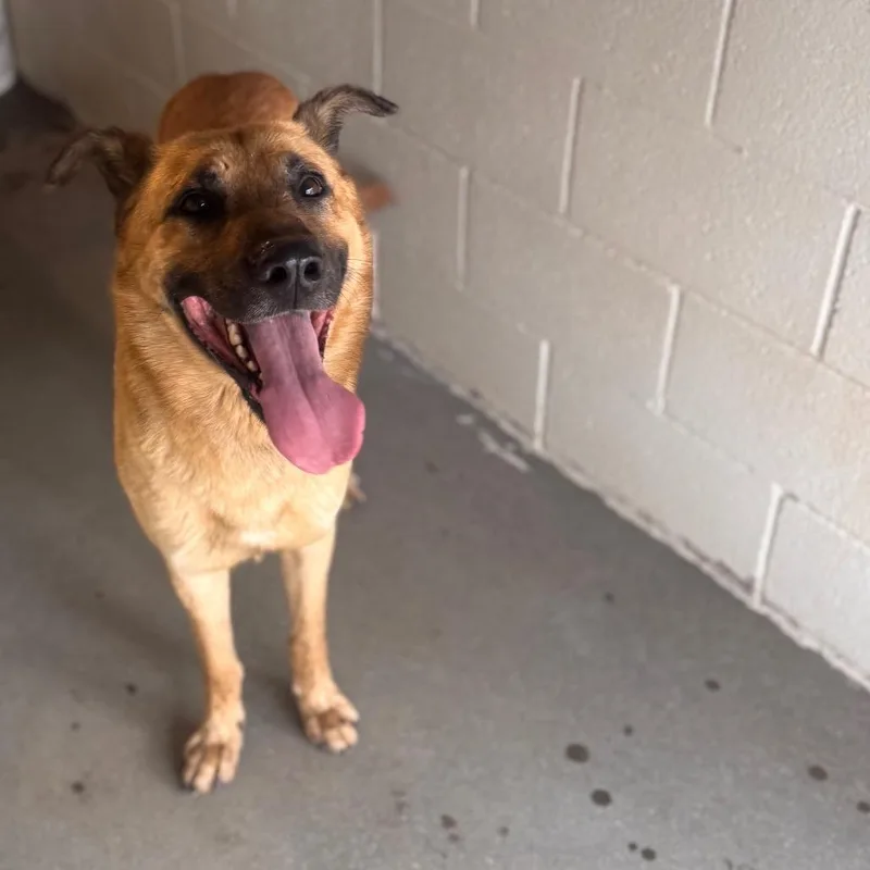 An adult large-sized male Yellow / Tan / Blond / Fawn Shepherd dog named Hank for adoption in Starkville, MS