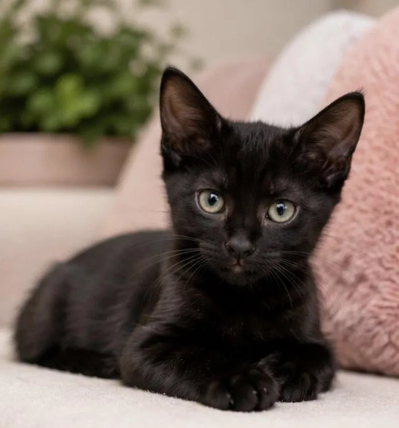 A baby medium-sized female Black Domestic Short Hair cat named Talia for adoption in Margate, FL