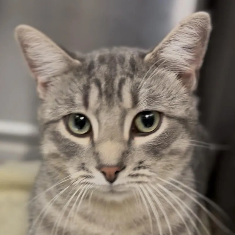 An adult medium-sized male Domestic Short Hair cat named Oliver for adoption in Midland, TX
