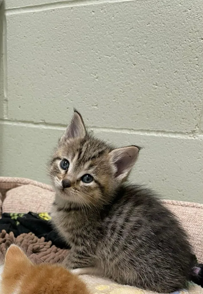 A baby medium-sized female Domestic Short Hair cat named Marlena for adoption in Hamilton, OH