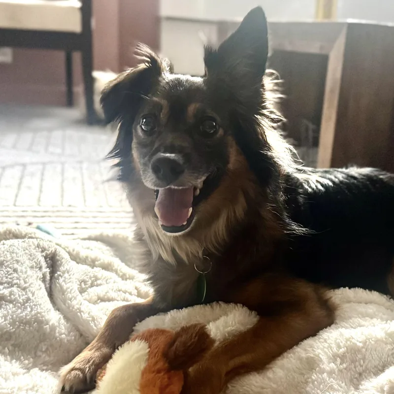 An adult small-sized male Brown / Chocolate Collie dog named Hershey for adoption in Brooklyn, NY