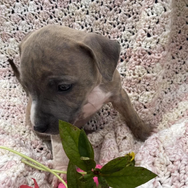 A baby medium-sized female Brindle Mixed Breed dog named Darla  Daisy Mae for adoption in Williston, FL
