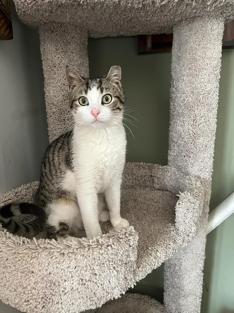 A baby small-sized female Tabby (Brown / Chocolate) Domestic Short Hair cat named Nicole "little Girl" Pine for adoption in Philadelphia, PA