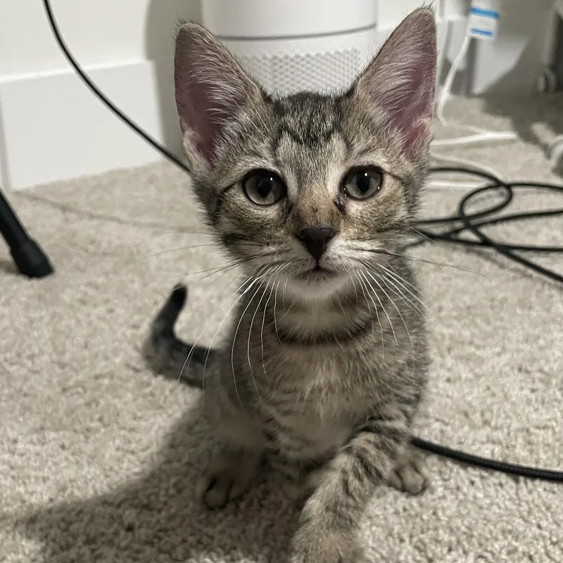 A baby small-sized female Domestic Short Hair cat named Heather Kit for adoption in Cumming, GA